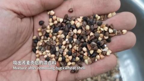 Buckwheat Dehulling Machine for Broad Bean,Peony Seeds,Oil Sunflower Seed