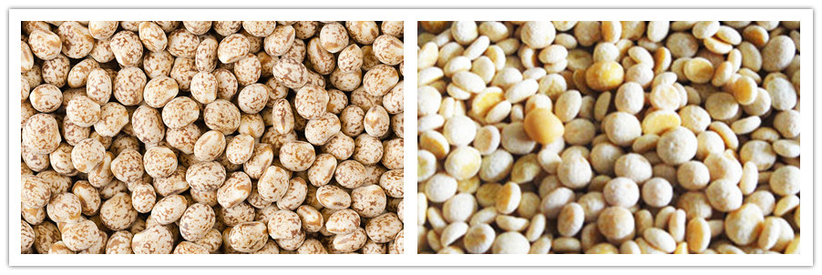 MTPS Lupin Beans Peeling Machine FINISHED PRODUCTS