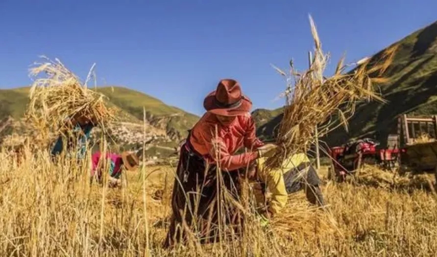 highland barley processing project