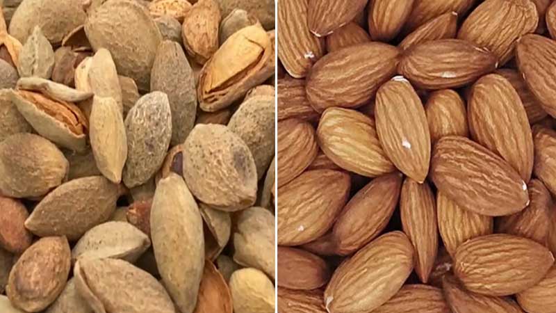 HTQM35 Almond Shelling Machine FINISHED PRODUCTS