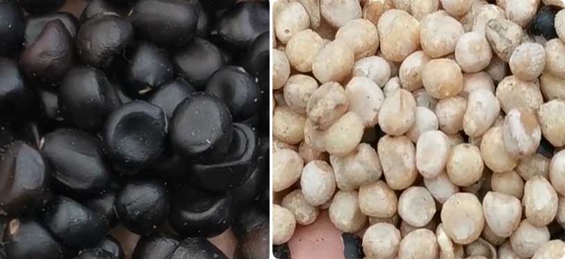 HTQM35 Peony Seeds Dehulling Machine FINISHED PRODUCTS