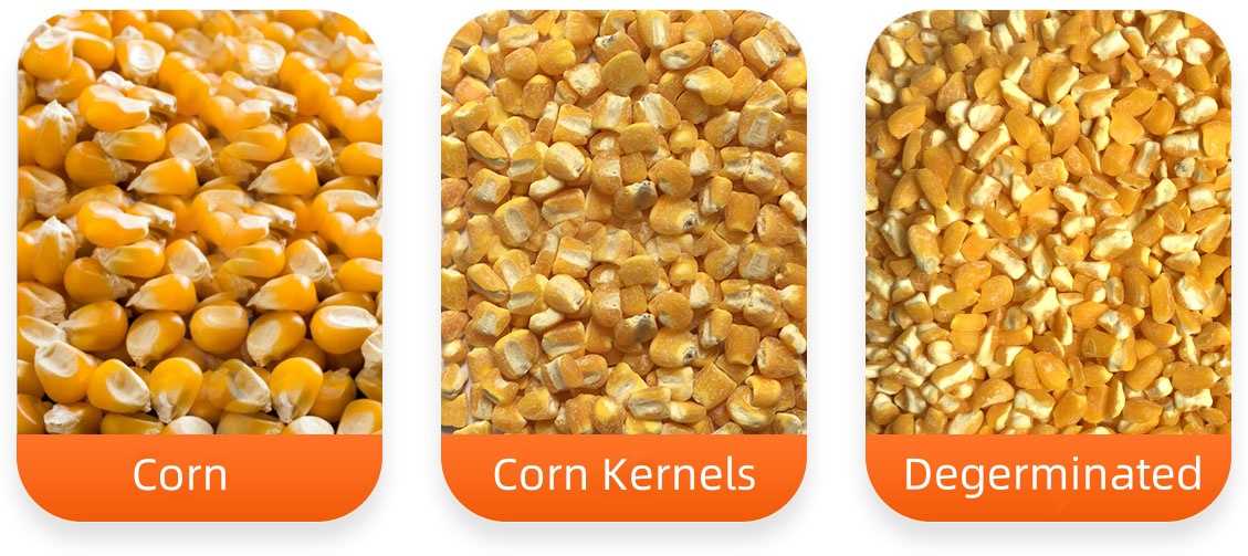 TTPD100*100 Intelligent Vertical Corn Germ Extraction Machine FINISHED PRODUCTS