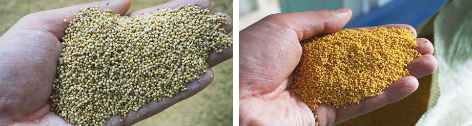 Millet Processing Plants FINISHED PRODUCTS