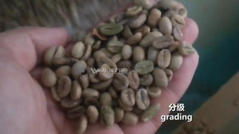 Coffee beans cleaning, destoner, grading, color sorting, bagging scale processing line