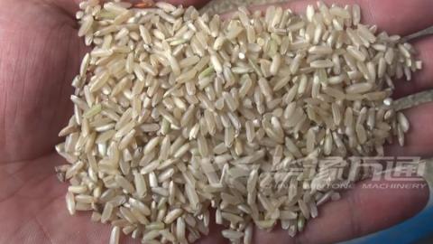 Brown Rice Huller Testing Video